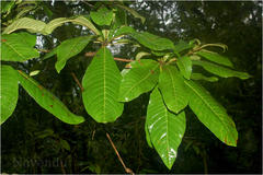 Madhuca bourdillonii